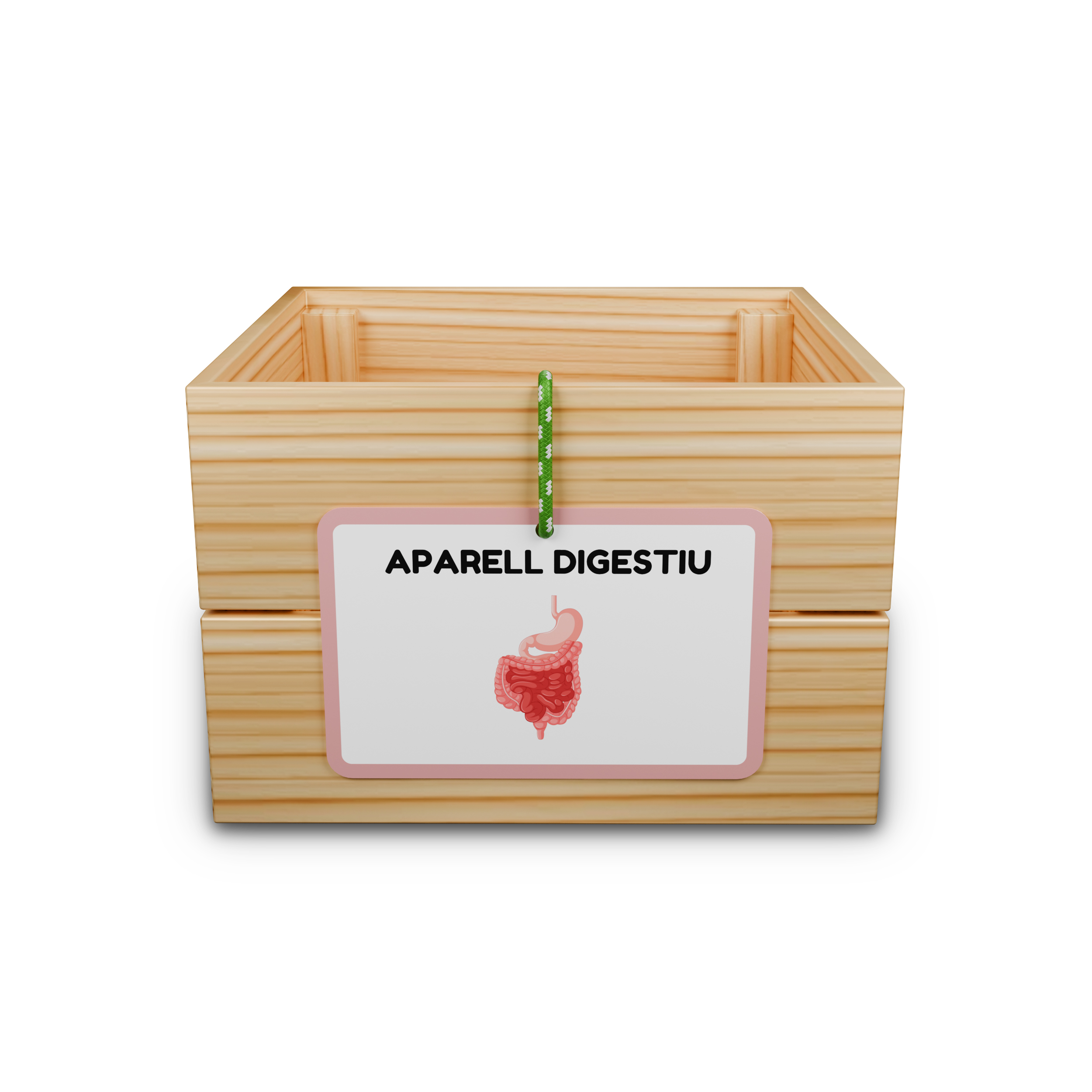 Capsa d'aprenentatge: aparell digestiu