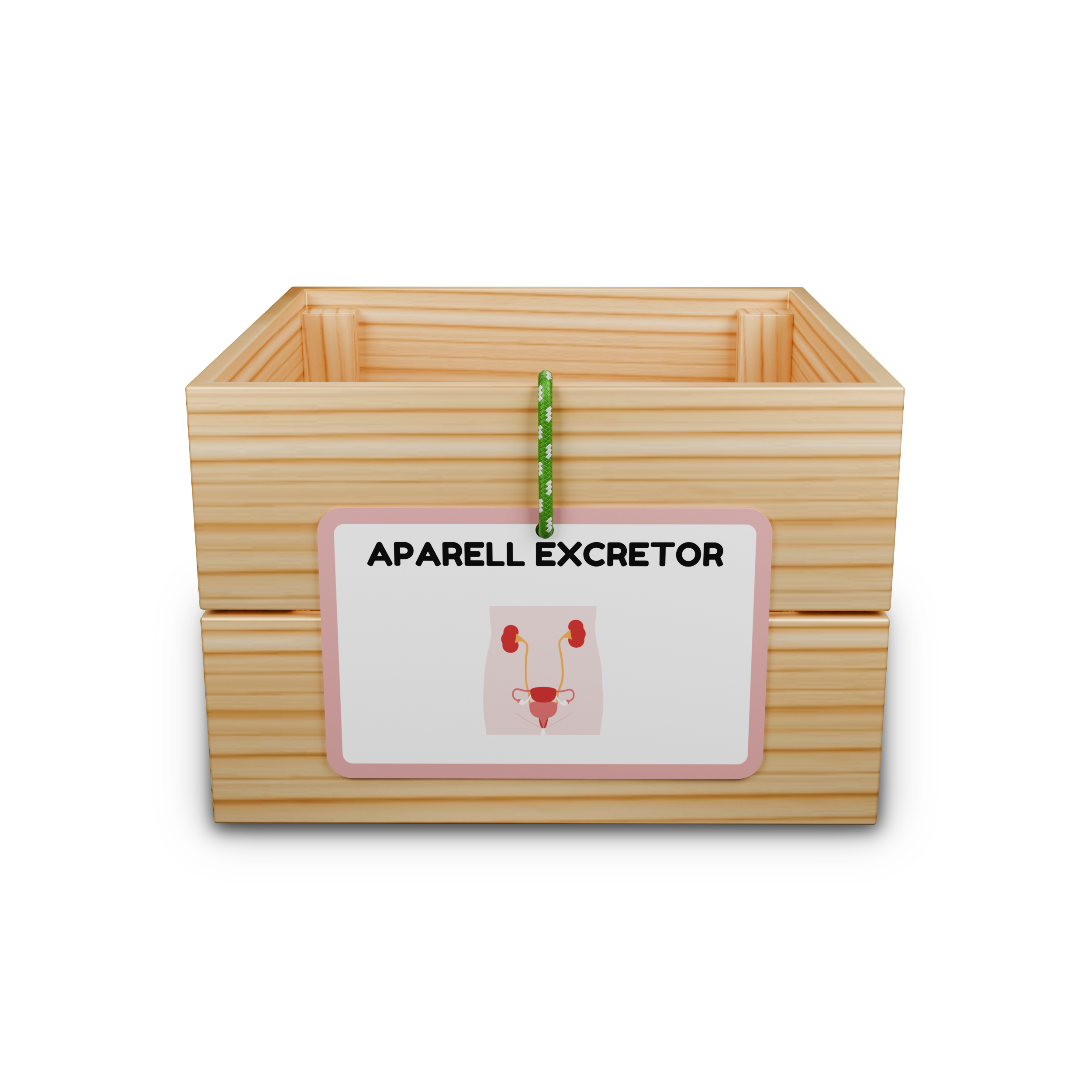 Capsa d’aprenentatge: aparell excretor