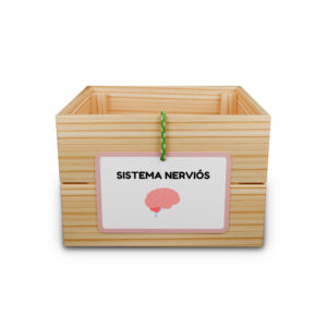 Capsa d’aprenentatge: sistema nerviós