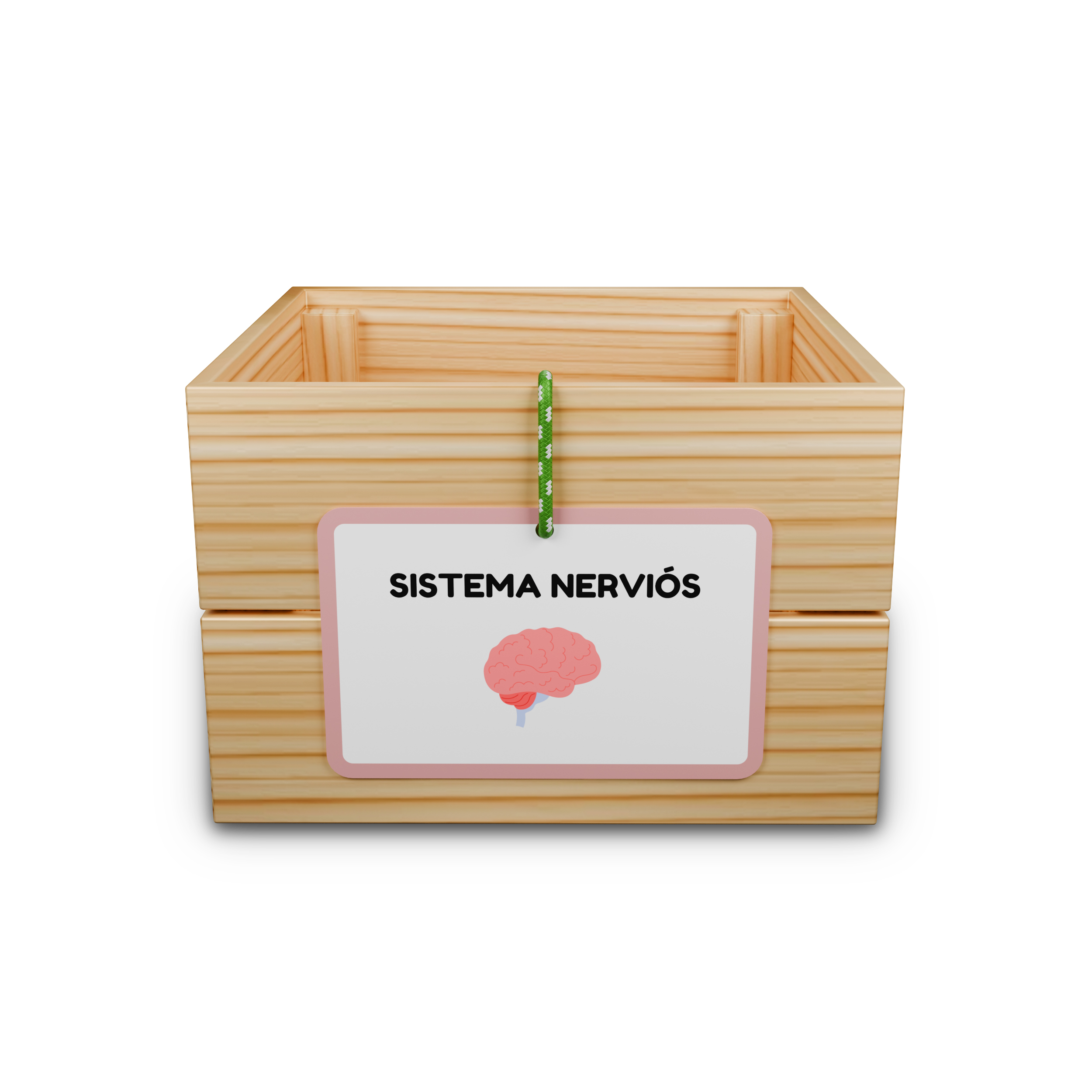 Capsa d’aprenentatge: sistema nerviós