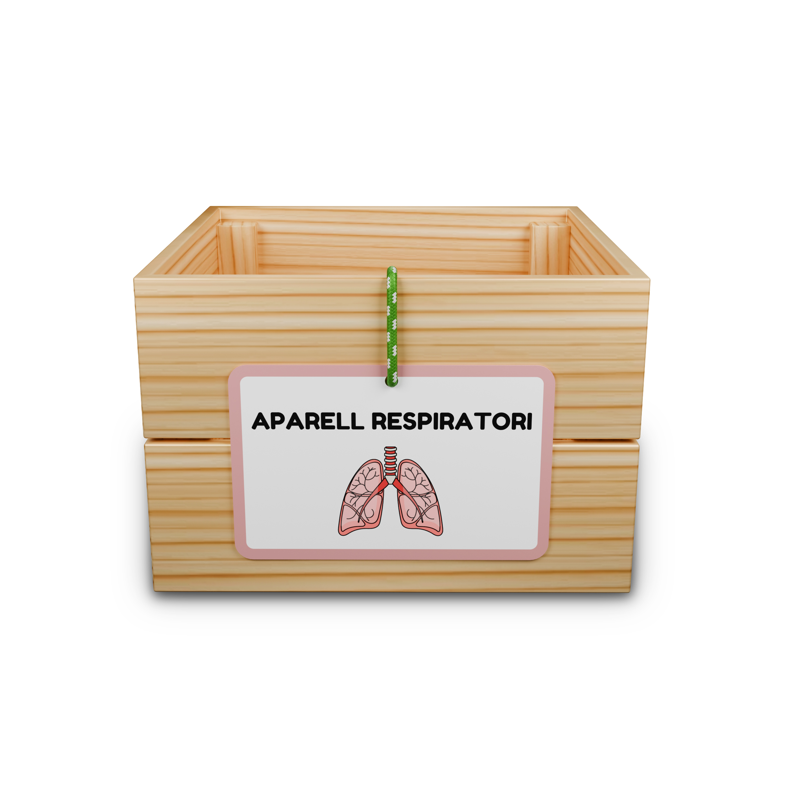 Capsa d’aprenentatge: aparell respiratori